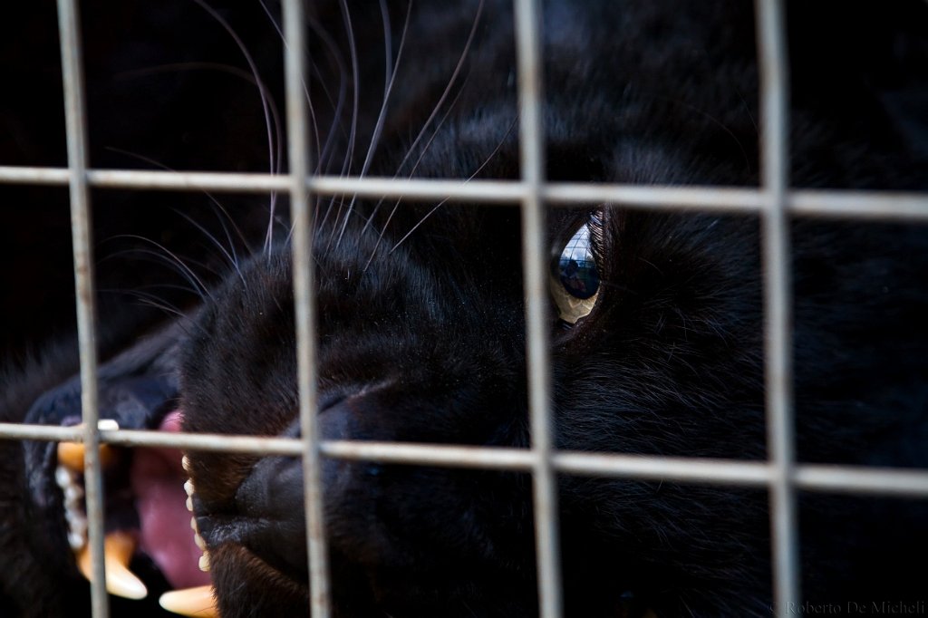 Canzoni contro la guerra Small Black Flowers That Grow in the Sky